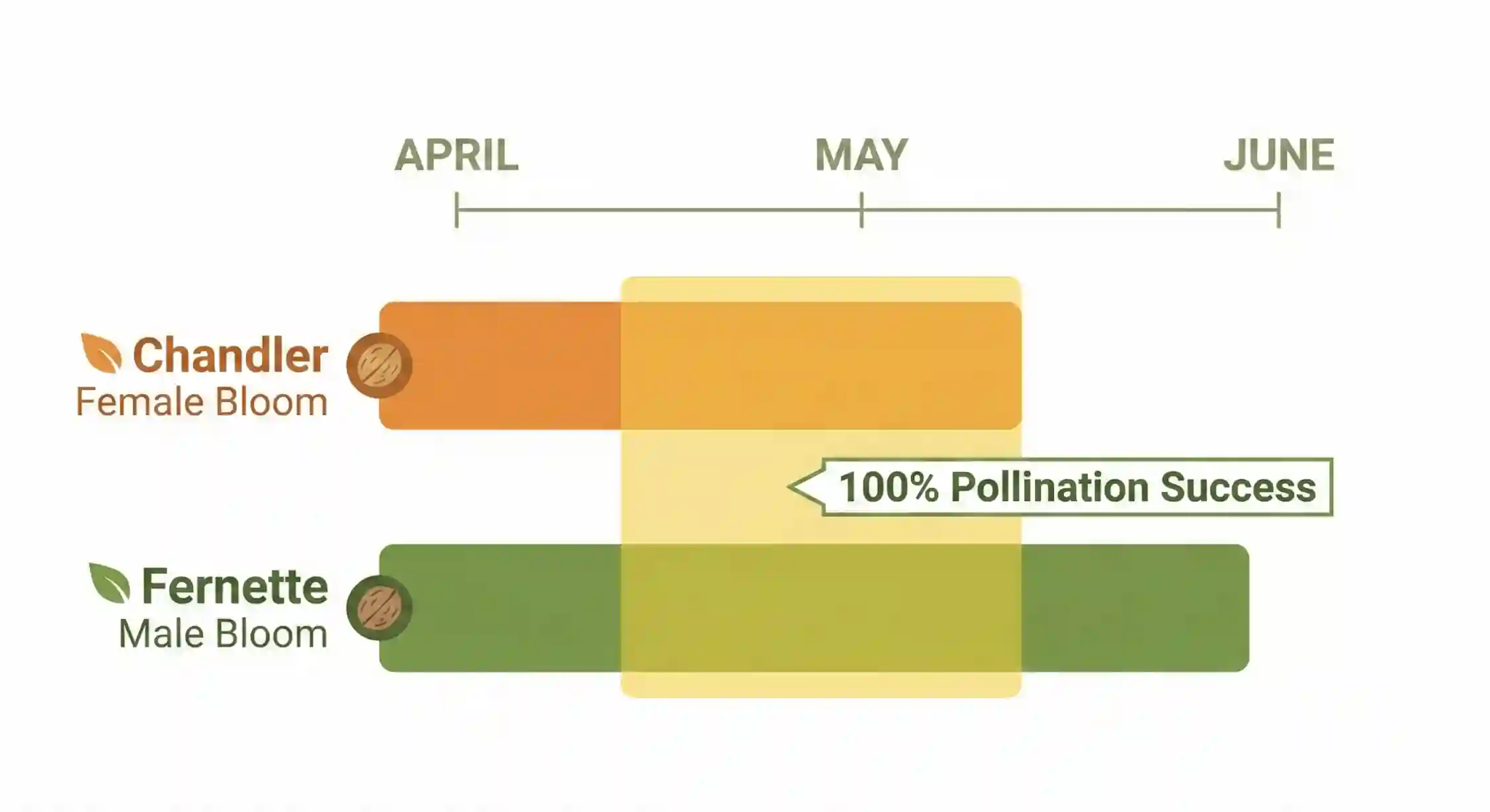 نمودار همپوشانی زمان گلدهی گرده افشان فرنت و گردو چندلر